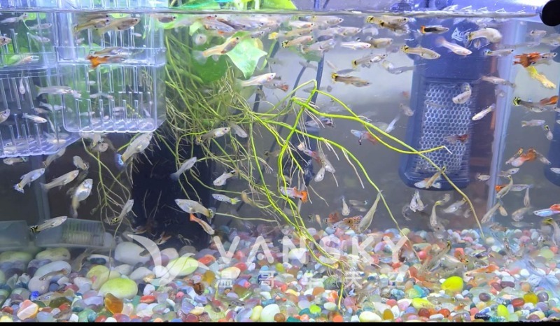 250609155237_20250609 Pet Fish.jpg